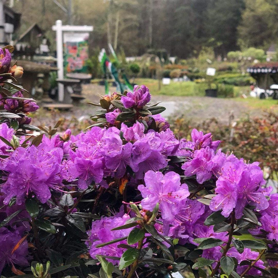 Rhododendron - Purple Gem