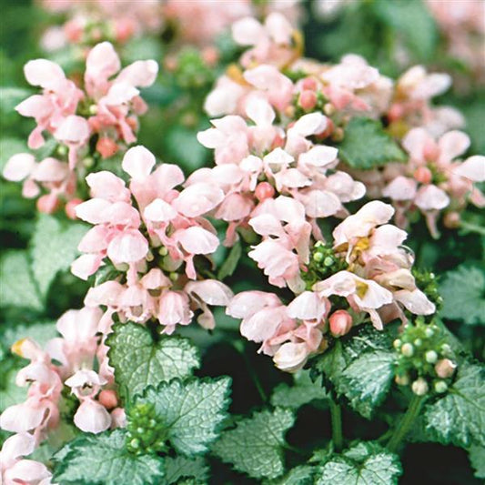 Lamium maculatum - Pink Pewter Deadnettle