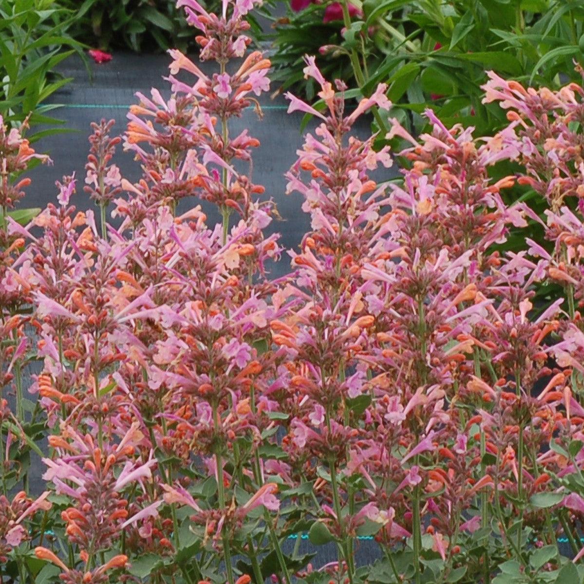 Agastache -  Kudos™ Ambrosia Hummingbird Mint, Hyssop