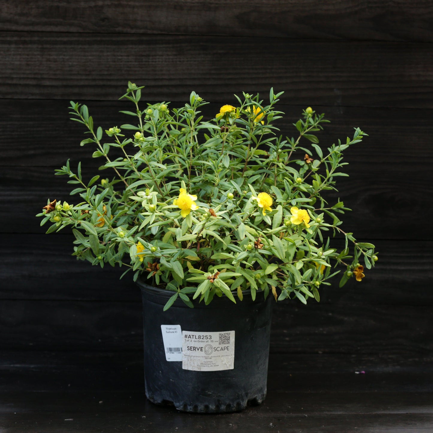 Hypericum frondosum - Sunburst St. John's Wort