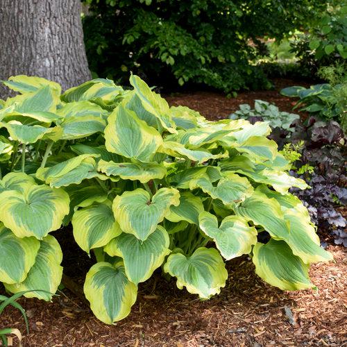Hosta - PW® Shadowland® Seducer Hosta