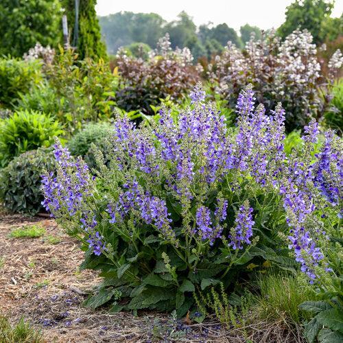 Salvia - Living Large® Big Sky Salvia