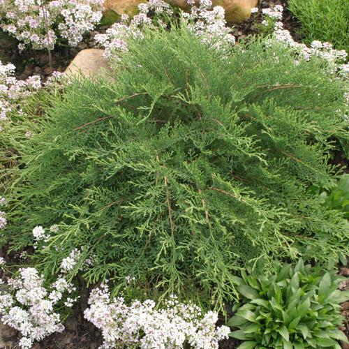 Microbiota decussata - Celtic Pride® Siberian Cypress