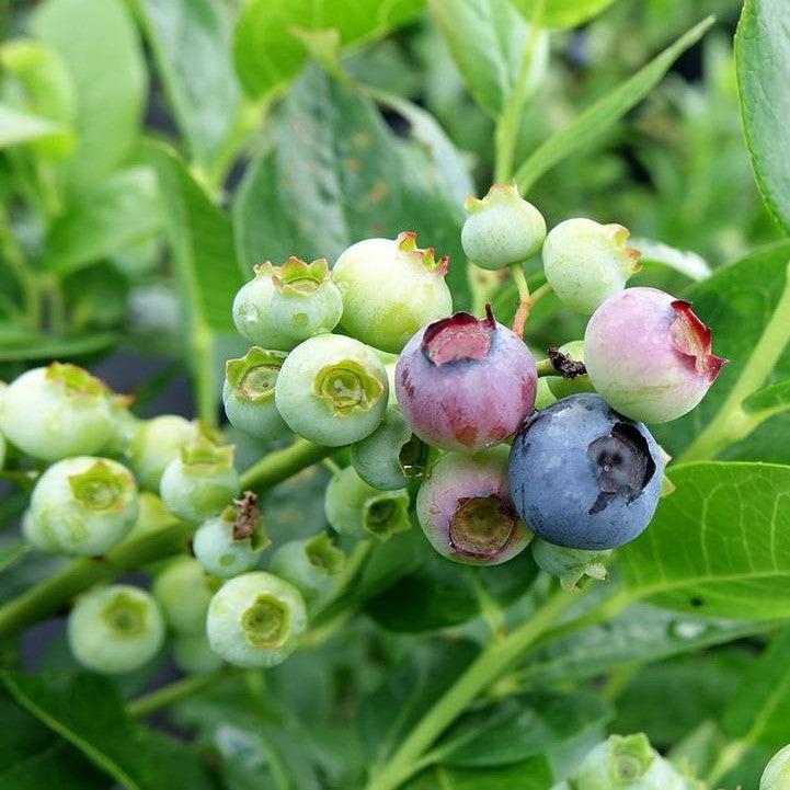Vaccinium corymbosum - Polaris Blueberry