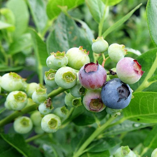 Vaccinium corymbosum - Polaris Blueberry