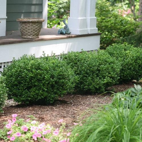 Buxus microphylla - Sprinter® Boxwood