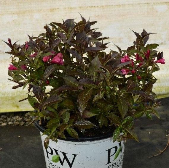 Weigela florida - Spilled Wine® Weigela