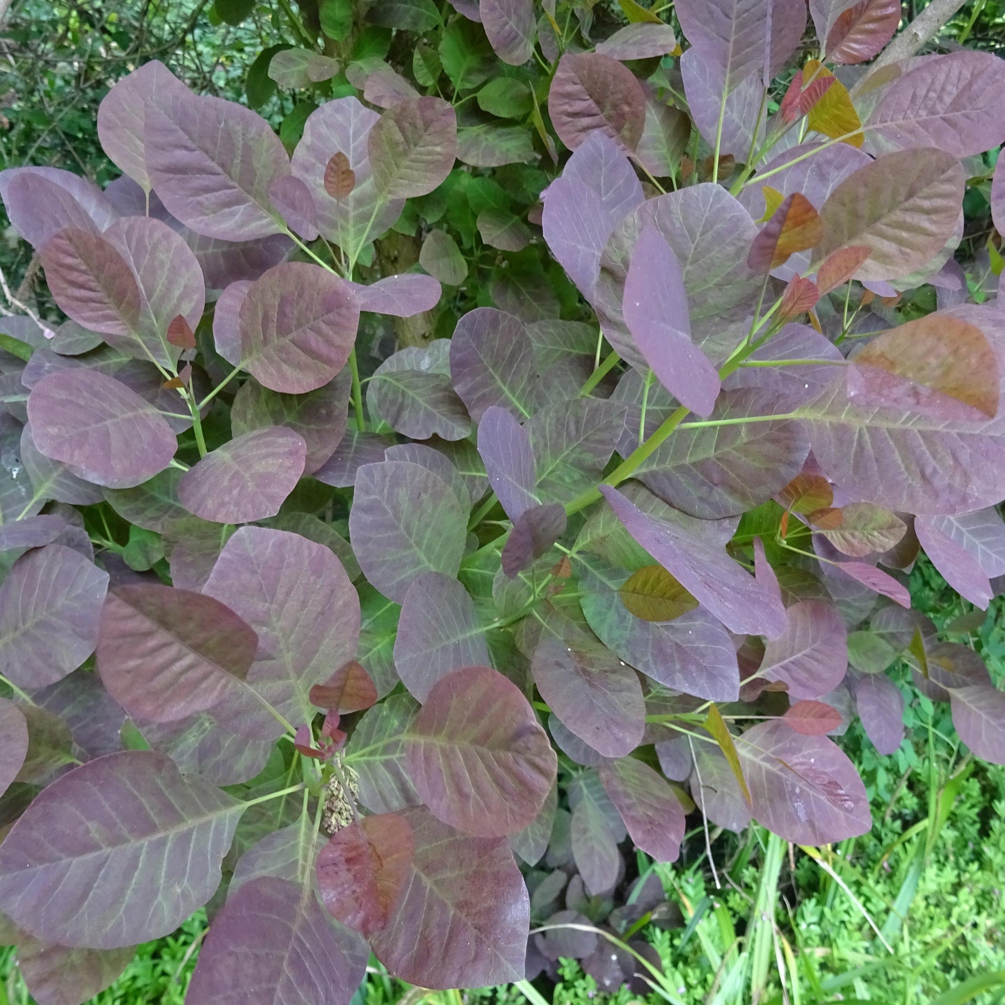 Cotinus coggygria - Royal Purple Smoke Tree