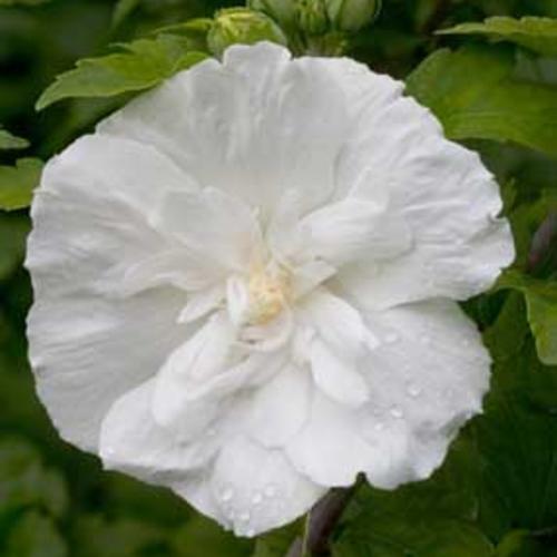 Hibiscus syriacus  - White Chiffon® Rose of Sharon