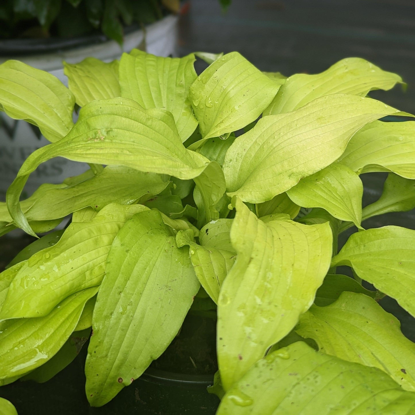 Hosta - Dancing Queen Hosta