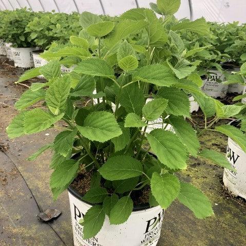 Hydrangea arborescens - Invincibelle® Wee White Smooth Hydrangea