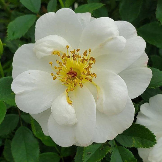 Rosa -Easy Elegance® Oscar Peterson™ Rose