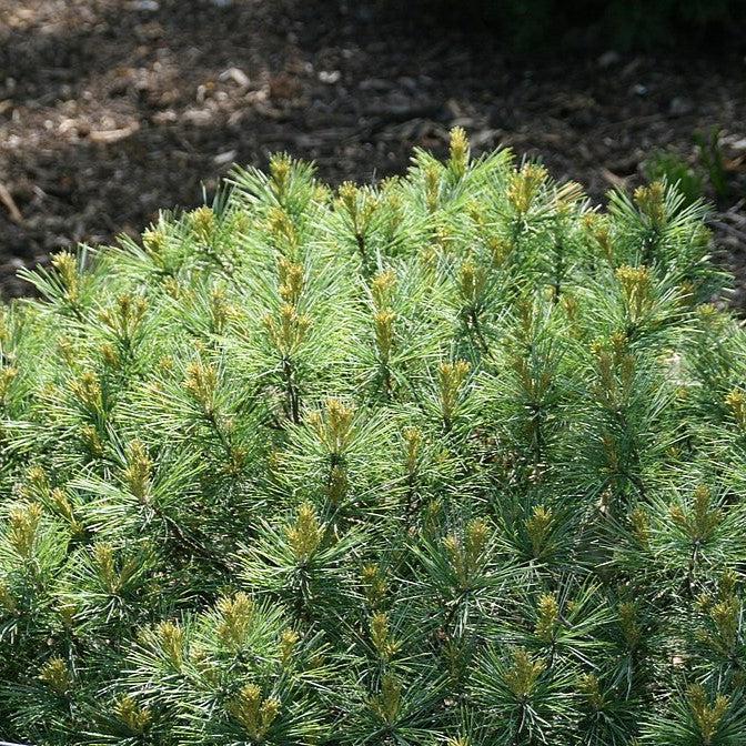 Pinus strobus - Soft Touch White Pine