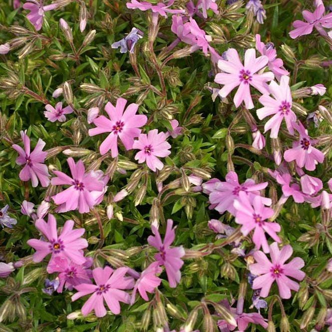 Phlox subulata - Fort Hill Creeping Phlox