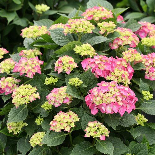 Hydrangea macrophylla - Let's Dance® Big Band® Hydrangea