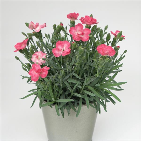 Dianthus x - EverLast™ Peach Dianthus
