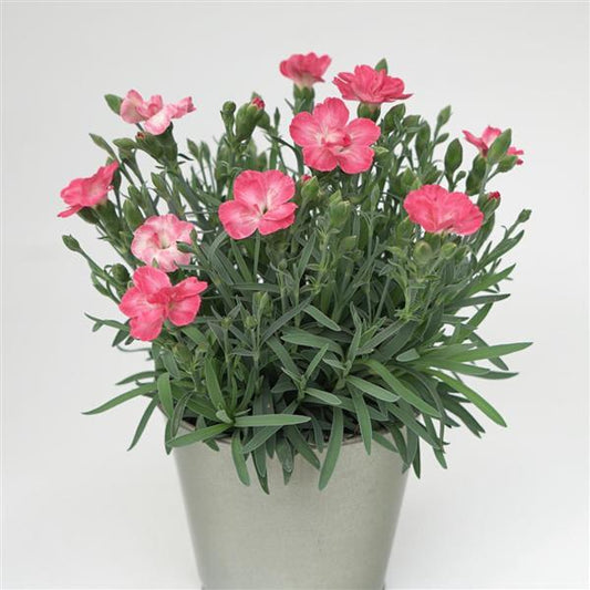 Dianthus x - EverLast™ Peach Dianthus