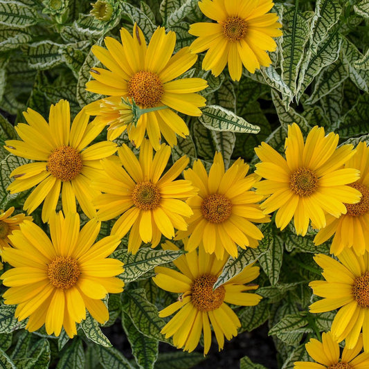 Heliopsis helianthoides  - Sunstruck False Sunflower