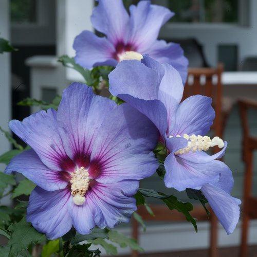 Hibiscus syriacus - Azurri Blue Satin® Rose of Sharon