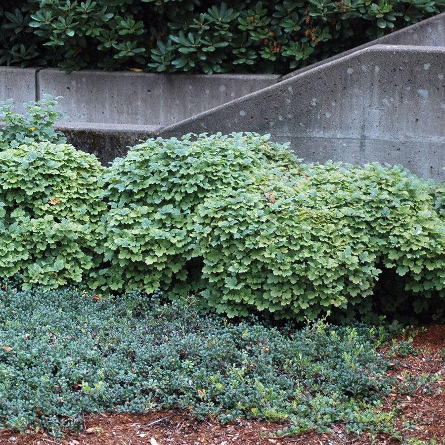 Viburnum opulus - Nanum European Cranberrybush