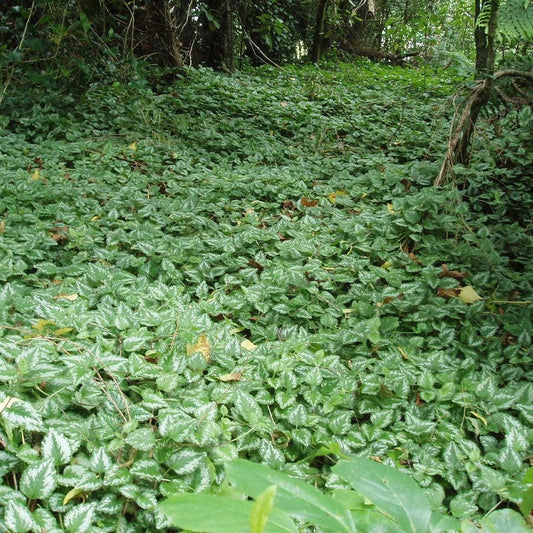 Lamiastrum galeobdolon - Variegated Yellow Archangel