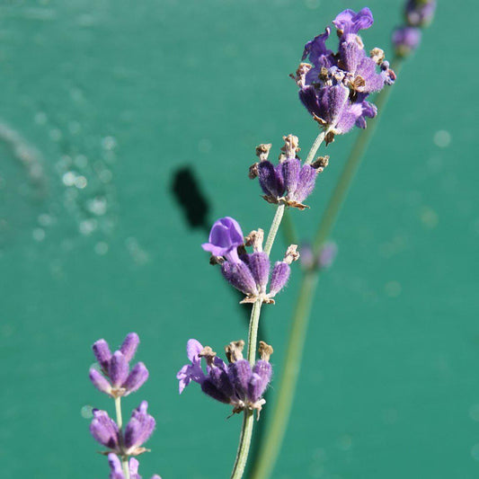 Lavandula angustifolia - Munstead English Lavender