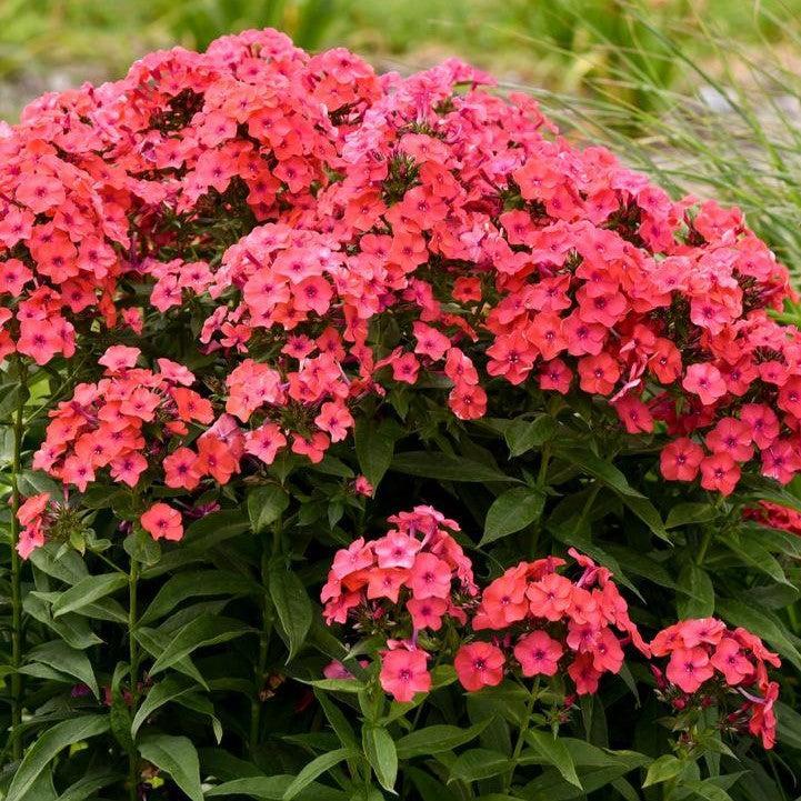 Phlox paniculata - Luminary® Sunset Coral Phlox