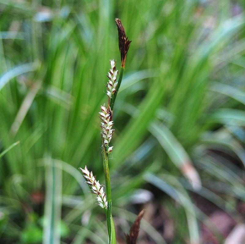 Carex morrowii - Ice Dance Sedge