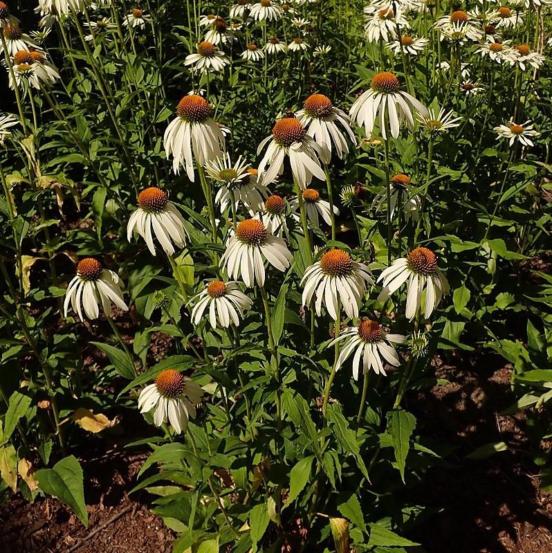 Echinacea purpurea - White Swan Echinacea, Coneflower
