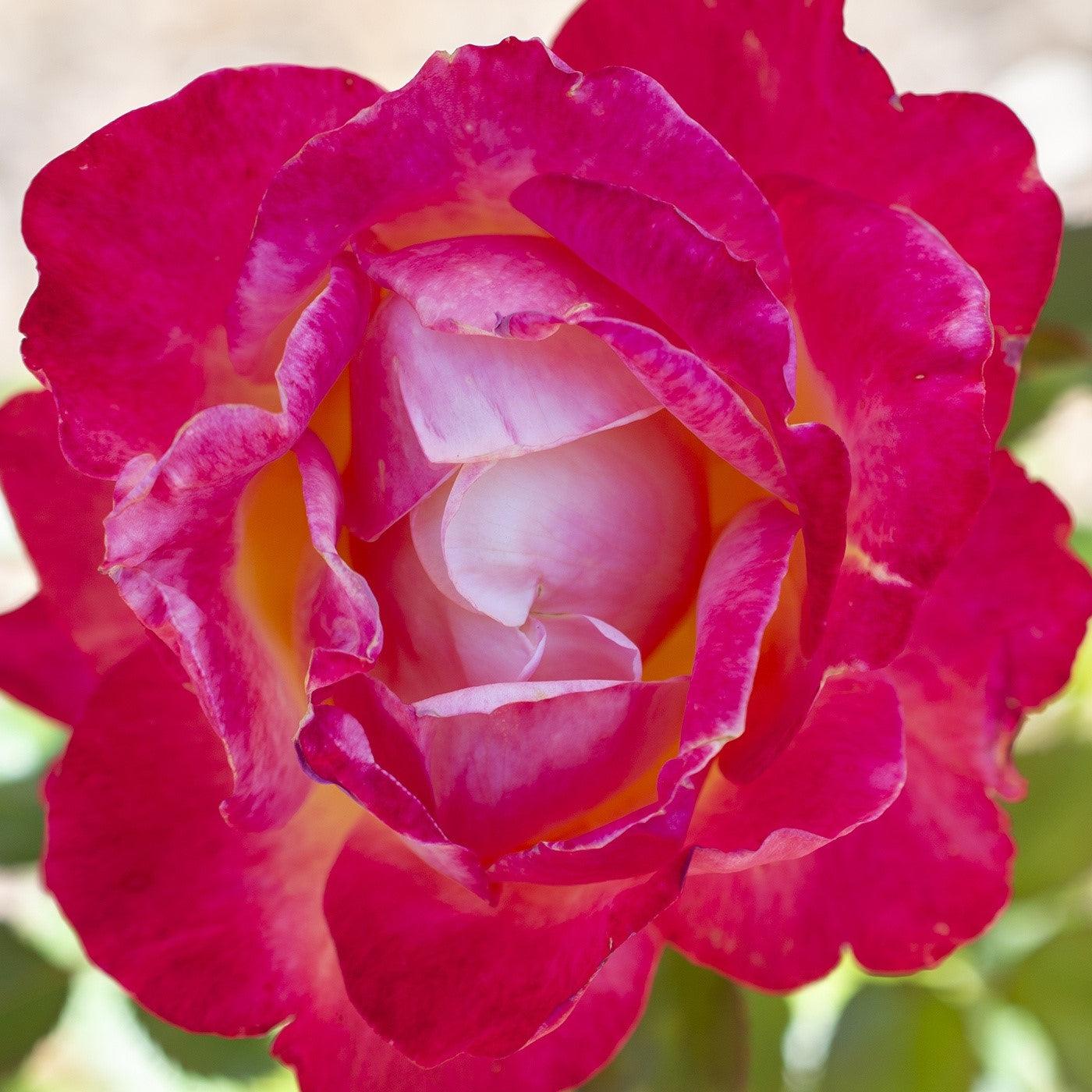Rosa - Enchanted Peace™ Rose