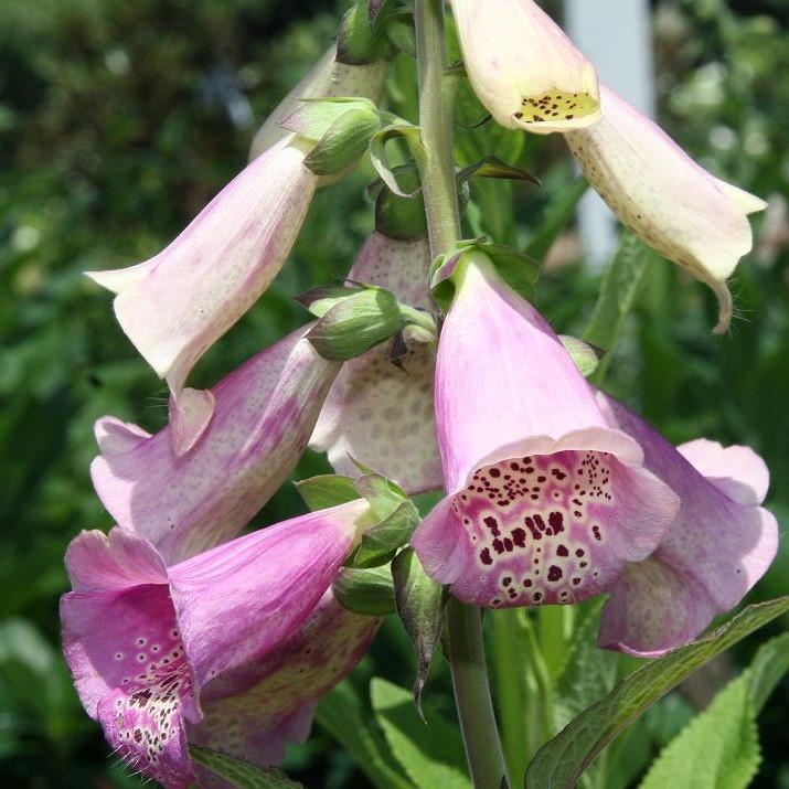 Digitalis purpurea - Camelot Lavender Foxglove