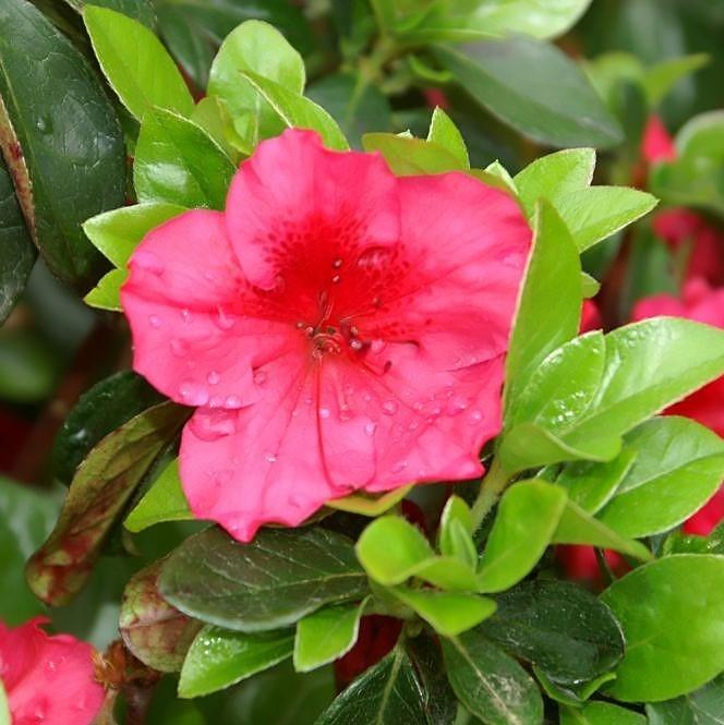 Azalea x girard  - Girard's Crimson Azalea