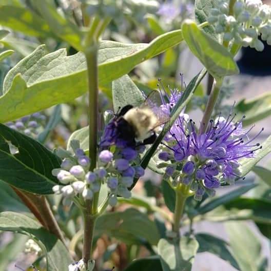 Caryopteris × clandonensis - Dark Knight Bluebeard