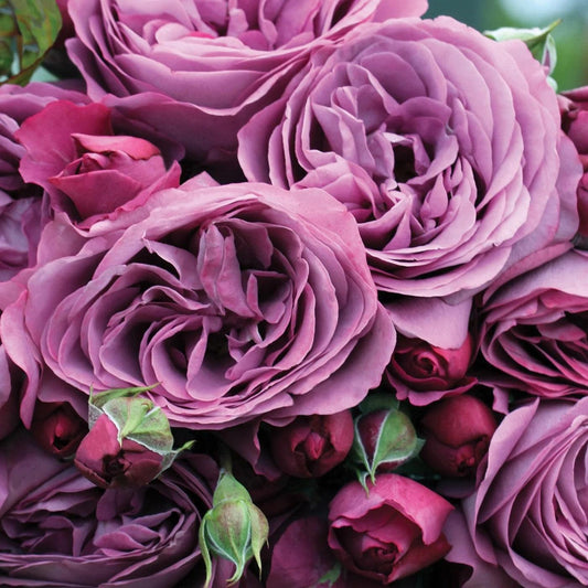 Rosa - Bloomables® Sunbelt® Plum Perfect™ Rose