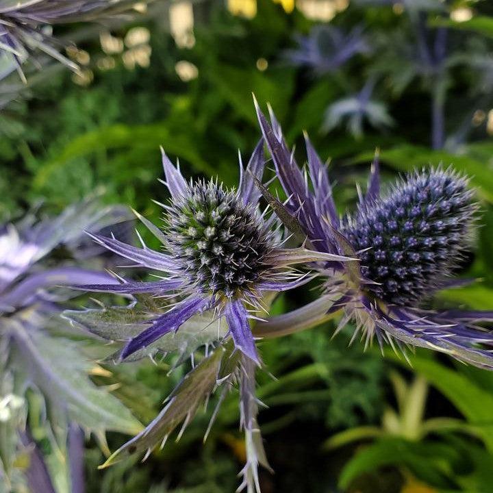 Eryngium x zabelii - Big Blue Sea Holly