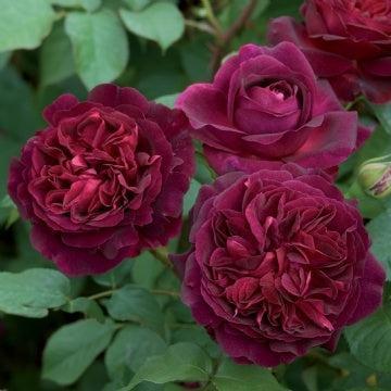 Rosa - Munstead Wood Rose