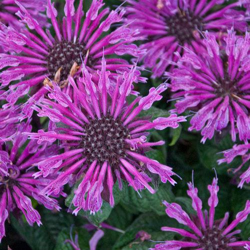 Monarda - PW® Leading Lady Plum Bee Balm