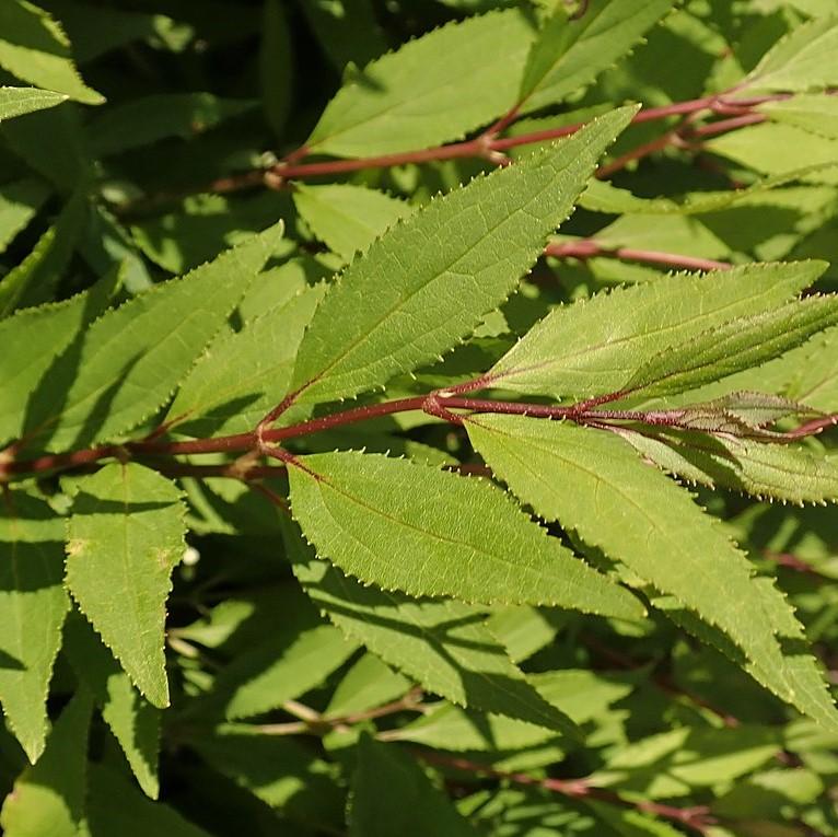 Deutzia gracilis - Dwarf Nikko Deutzia