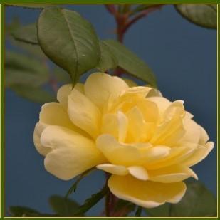 Rosa  - Sunny Knock Out® Rose
