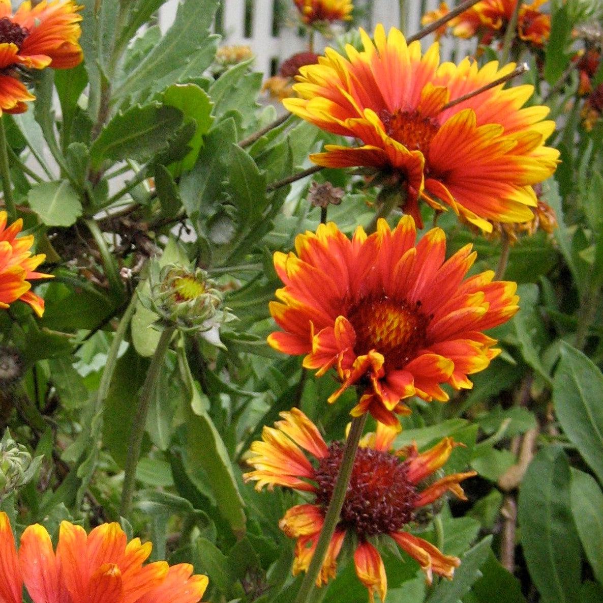 Gaillardia - Spintop™ Copper Sun Blanket Flower