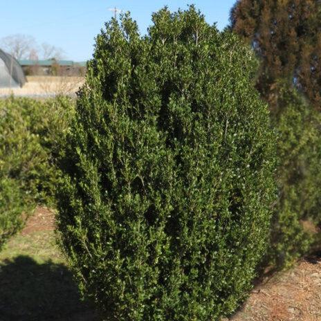 First Editions® Chubby Hubby™ Japanese Holly
