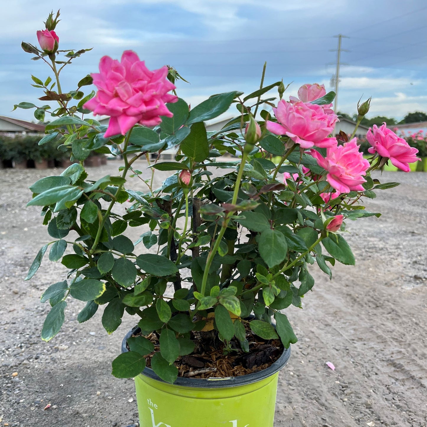 Rosa - Double Pink Knock Out® Rose