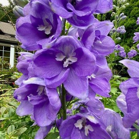 Delphinium elatum - Aurora™ Lavender Delphinium