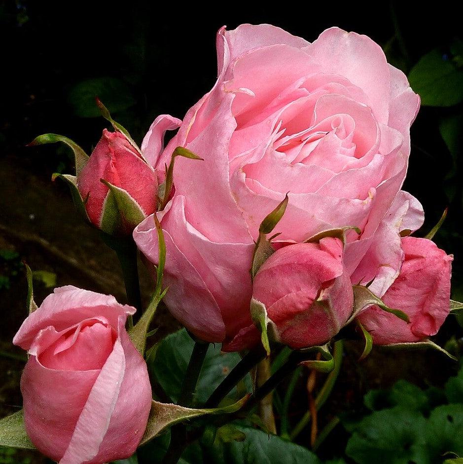 Rosa - Queen Elizabeth™ Grandiflora Rose