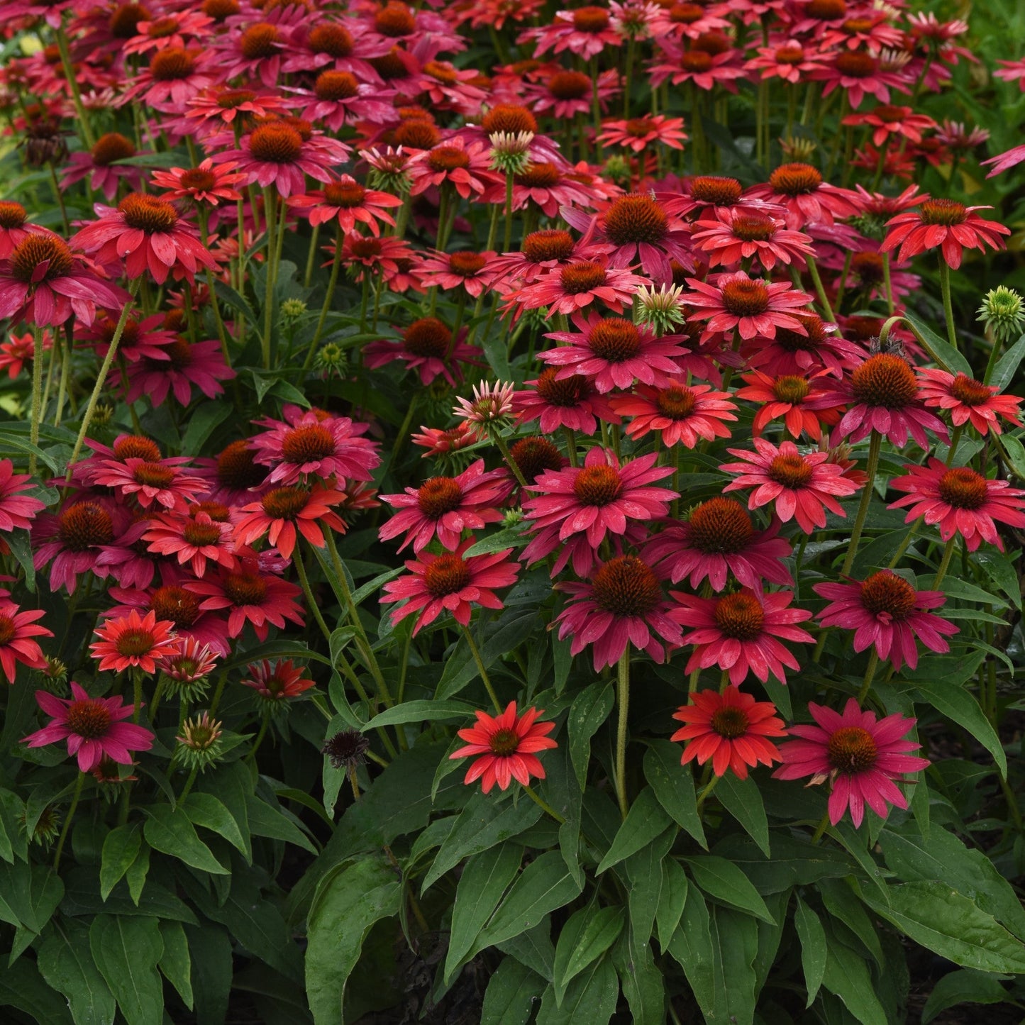 Echinacea - Sombrero® Tres Amigos Coneflower