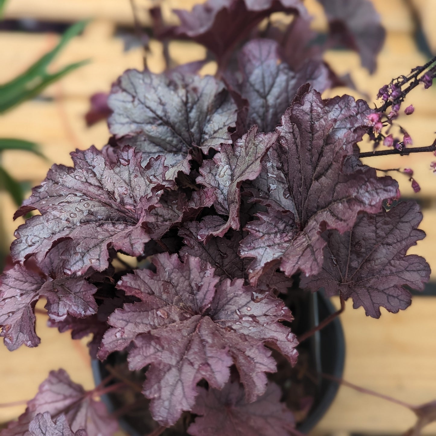 Heuchera  - Grape Expectations Coral Bells