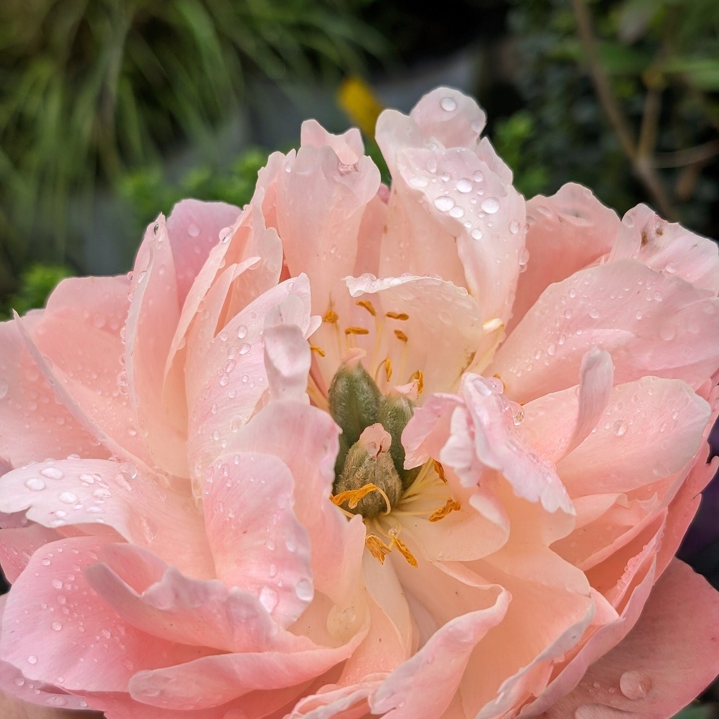 Paeonia - Emile Debatene Peony