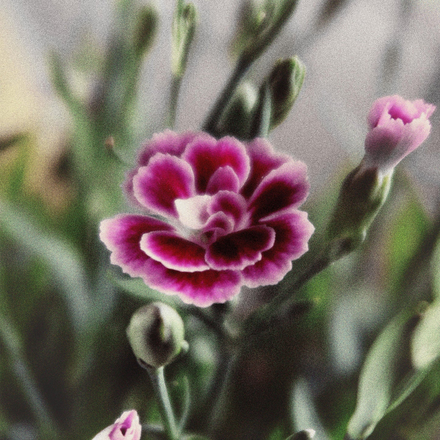 Dianthus plumaris - Delilah™ Bicolor Purple Dianthus