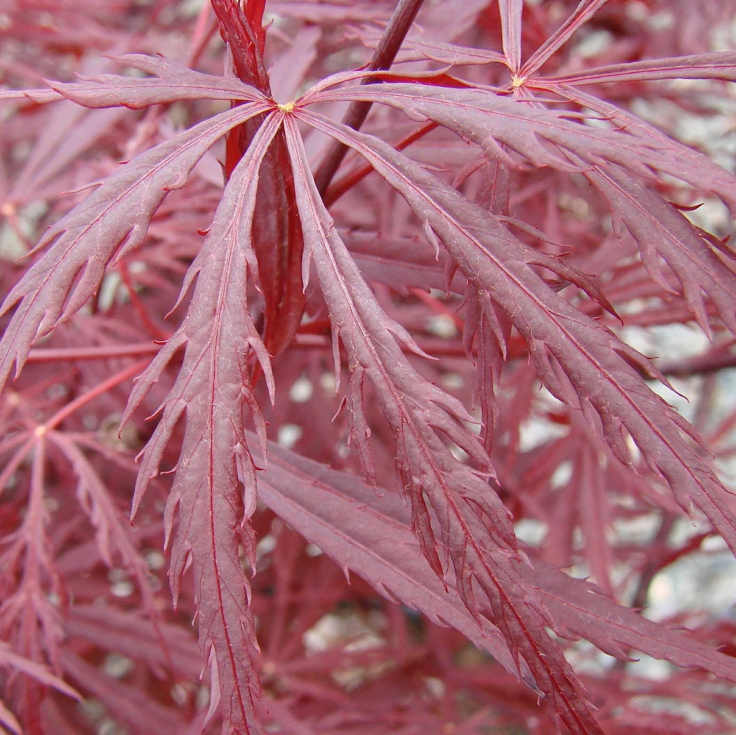 Acer palmatum var. dissectum - Red Dragon Japanese Maple