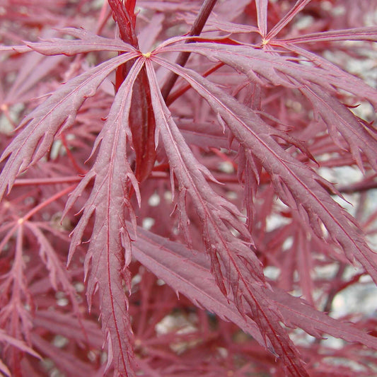 Acer palmatum var. dissectum - Red Dragon Japanese Maple